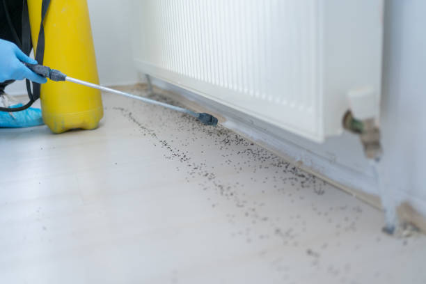 Best Termite Control Services  in Saddle Rock, NY